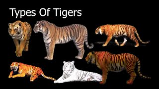 Types Of Tigers [upl. by Arrek]