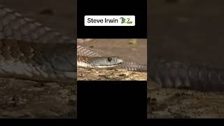 Crocodile Hunter Steve Irwin [upl. by Yerocaj]