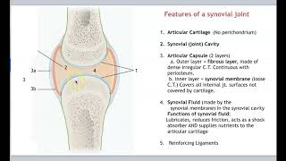 AnatomyArticulations part 1 [upl. by Romelda]