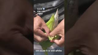 Huitlacoche has been consumed in Mexico for centuries corn huitlacoche fungus [upl. by Dixil]