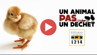 Broyage des poussins dans un couvoir en France  2014 [upl. by Dodds]