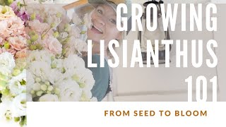 HOW TO GROW LISIANTHUS [upl. by Kass]