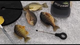 Ice Fishing Marmish Bluegills Uncut [upl. by Callum748]