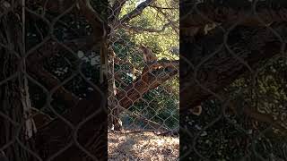 Mountain lion climbing tree at the Oakland Zoo oaklandzoo [upl. by Etna]