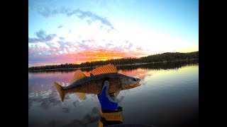 Night bobber walleye [upl. by Motch]