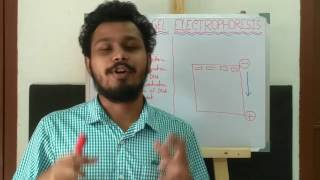 Agarose gel electrophoresis  principle and explanation [upl. by Bryana]