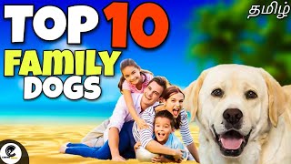 Top 10 family dogs  family friendly dogs  what are the best family dogs 🤔 [upl. by Rumpf549]