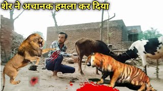 tiger attack man in forest  tiger attack man in jungle royal bengal tiger attack full movie [upl. by Lot]