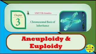 Aneuploidy and Euploidy  Chromosomal Basis of Inheritance  Tamil [upl. by Enomes]