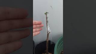 The Growth Journey of Fig Trees The Joy of Planting  Episode 103 [upl. by Sandy773]