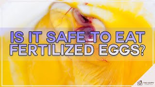 Is It Safe To Eat Fertilized Eggs [upl. by Dib403]