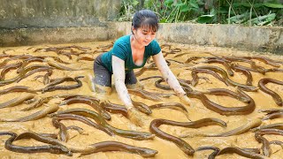 Catch A Lot Of Eels In The Swamp Goes To Countryside Market Sell  Phương Free Bushcraft [upl. by Ahsehyt]