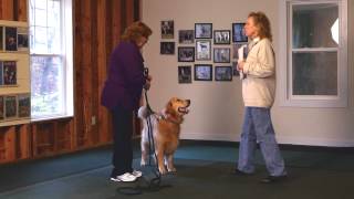 Introduction to AKC Canine Good Citizen Test [upl. by Ayhdiv839]