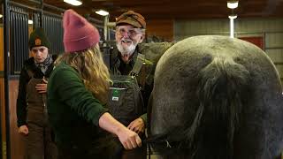 Equine Podiatry Service at Colorado State University [upl. by Radu]