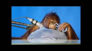 Orangutan asmr [upl. by Carolle]