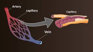 Network of Blood Vessels  Arteries Veins amp Capillaries [upl. by Abey496]