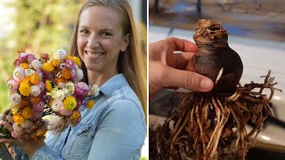 Starting Strawflower from Seed   Saving Tip  Amaryllis Experiment  Northlawn Flower Farm [upl. by Mahgirb]