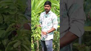 Lakshmana Phalam Plants  Cancer Fruit  Soursop Plants  Kadiyam Abbai  Shorts  238 [upl. by Ahseram]