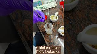 Chicken Liver DNA Isolation hereditybioacademy viral shorts 2023 youtubeshorts dna internship [upl. by Sej]