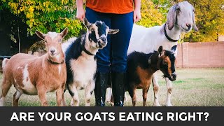 A Simple Guide to Feeding amp Caring for Goats  meet our goats [upl. by Akimaj630]