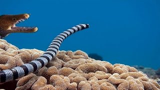 Sea Snake vs Moray Eel  Epic [upl. by Leziar128]