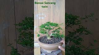 Bonsai premna microphylla Sancang mame filosofibonsai cintabonsai [upl. by Sivrad631]