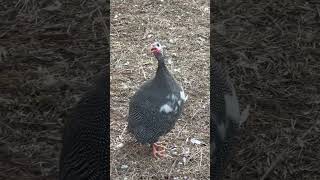 A Guinea most Fowl [upl. by Alain]