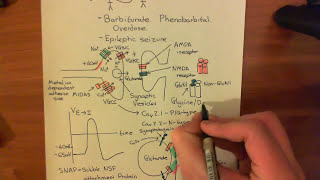 Long Term Potentiation and NMDA Receptors Part 3 [upl. by Yereffej]