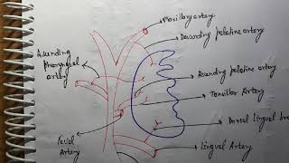 Tonsil Blood supply ENT [upl. by Timothea496]