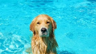 How Chesapeake Bay Retrievers Help with Wetland Restoration [upl. by Ellehcor]