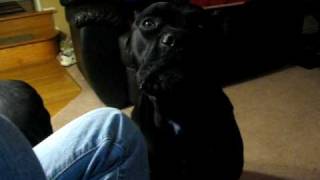 Cane Corso growling [upl. by Alia]