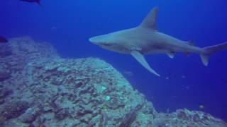 Sandbar Shark  Kauai [upl. by Arbmahs]