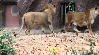 Afrikaanse leeuwen Maouli en Nestor ZOO Antwerpen  African Lions ZOO Antwerp [upl. by Madelyn382]