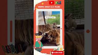 HARIMAU YANG DIASUH OLEH ANJING dog funny animals tiger faktaunik [upl. by Arednaxela208]