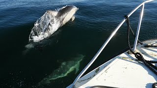 Cliffs to left of Neist Point and Common Dolphins come to swim with the boat Isle of Skye [upl. by Lawton]