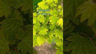 Wild Collected Acer japonicum zengarden japanesemaple northcarolina japan [upl. by Seena919]