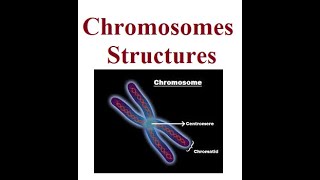 Chromosomes Autosomes vs Sex Chromosomes  2024 [upl. by Wiencke615]