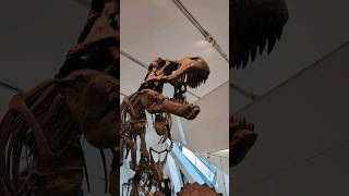 TRex at the ROM [upl. by Eniaral]