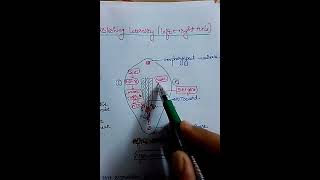 Genes regulating body axes  1 [upl. by Searby]