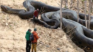 Top 10 Biggest snakes in the world [upl. by Aseretairam]