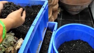 EASIEST Method of separating worms from vermicompost  Horizontal Migration Method [upl. by Tansey52]