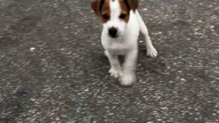 60 Day Jack Russell Terrier puppy [upl. by Anal933]