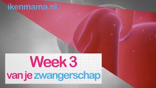 3 weken zwanger Bekijk symptomen informatie over de echo en je kindje en je lichaam  ikenmamanl [upl. by Cattima99]