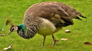 Peacock Female on Display  Peahen Bird [upl. by Fleisher]