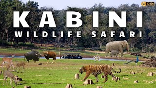 Kabini Safari  Jungle Lodges amp Resorts Safari  Nagarahole Tiger Reserve  Dammanakatte  HD Kote [upl. by Assetal]