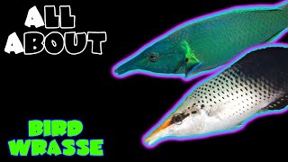 All About The Bird Wrasse [upl. by Araek]