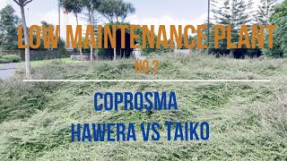 Coprosma acerosa Taiko vs Hawera which is the best [upl. by Lorry]