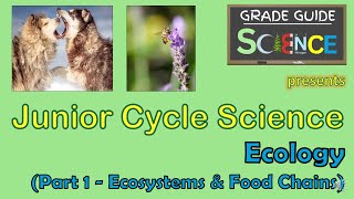 Ecology Part 1  Ecosystems amp Food Chains  Junior Cycle Science  Revision Video [upl. by Ayidah993]