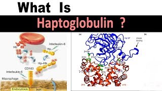 What is Haptoglobin   Clear Explain [upl. by Namyl493]