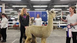 2023 Alpaca Ontario Halter Show at the Royal [upl. by Novehc]